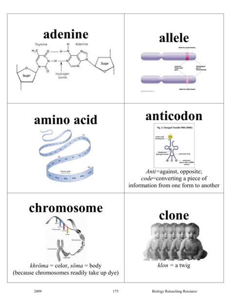 Bcps Summer 2003 Genetics Unit Assessment Answers
