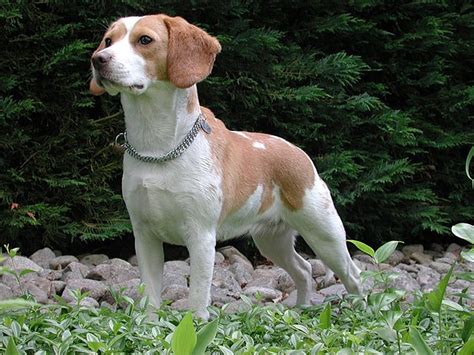 beagle - Wiktionary