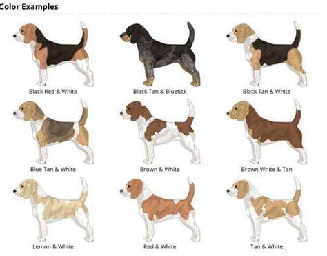 beagle colors