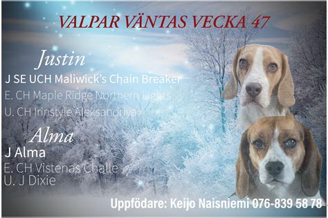 beagle valpar 2023