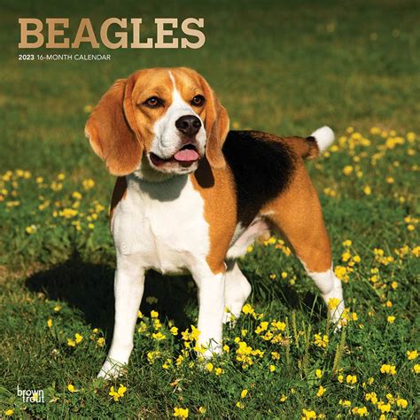Download Beagles 2018 12 X 12 Inch Monthly Square Wall Calendar With Foil Stamped Cover Animals Dog Breeds Multilingual Edition 