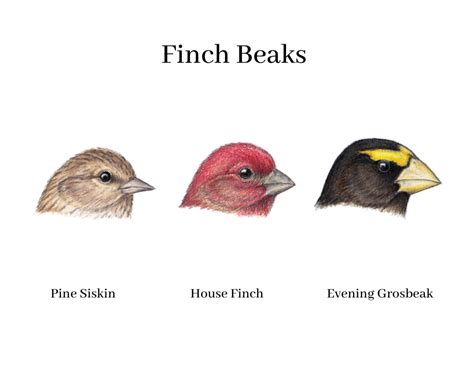 Beak Of The Finch