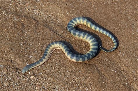 Beaked Sea Snake