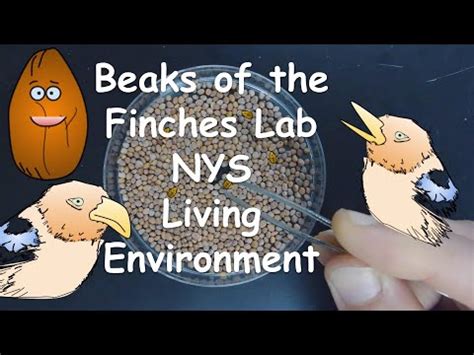 Full Download Beaks Of Finches Lab Teacher39S Guide 