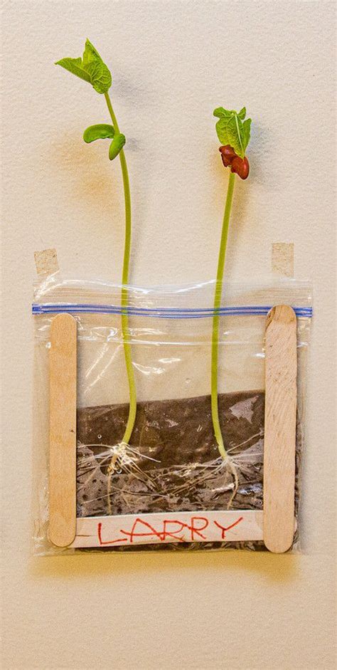 Bean In A Bag Plant Science Experiment Science Lima Bean Science Experiment - Lima Bean Science Experiment