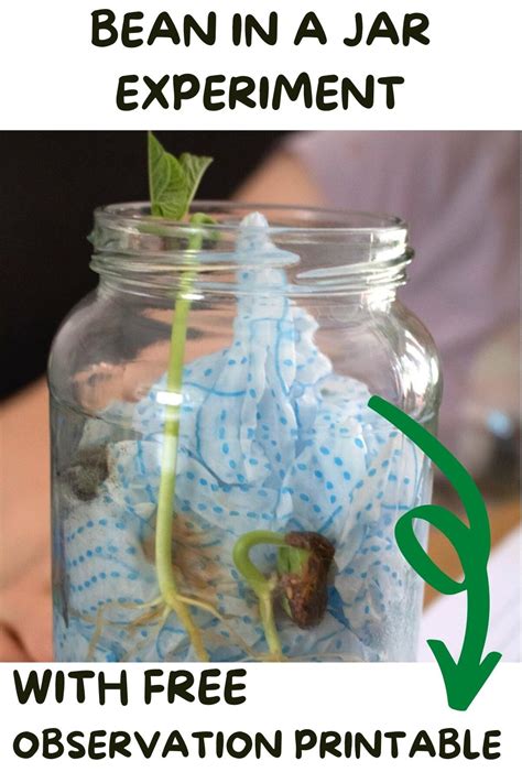Bean In A Jar Science Experiments For Kids Lima Bean Science Experiment - Lima Bean Science Experiment