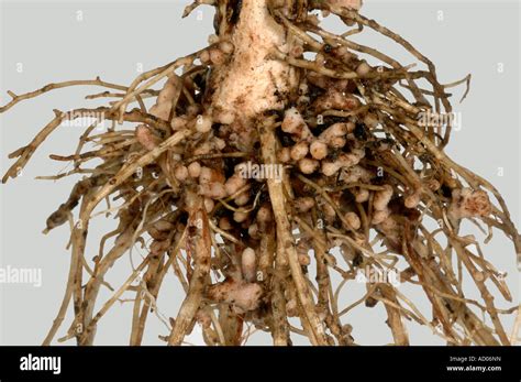 Bean Root