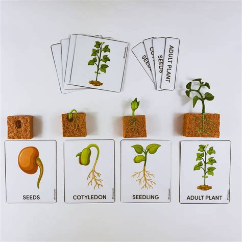Read Bean Plant Sequence Cards 