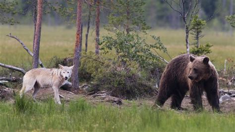 Bear And Wolf