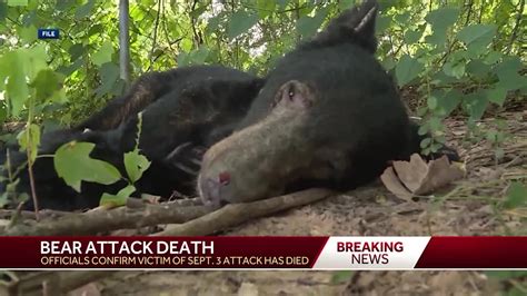 bear attack arkansas