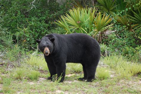 bear attacks in florida