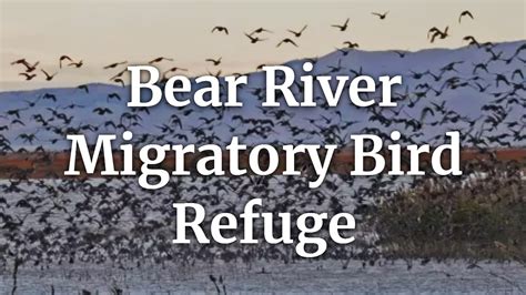 Bear River Bird Refuge