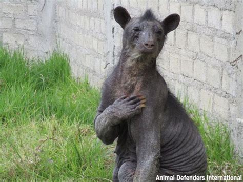 Bear Without Fur