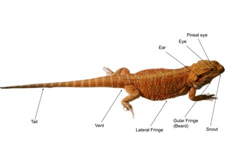 Bearded Dragon Anatomy