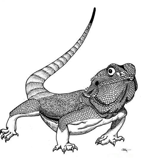 Bearded Dragon Coloring Page Bearded Dragon Lizard Coloring Pages - Bearded Dragon Lizard Coloring Pages