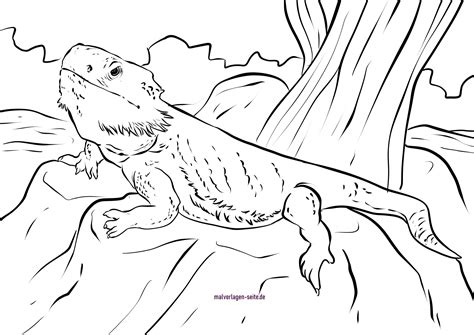 Bearded Dragon Coloring Pages Free Amp Printable Bearded Dragon Lizard Coloring Pages - Bearded Dragon Lizard Coloring Pages
