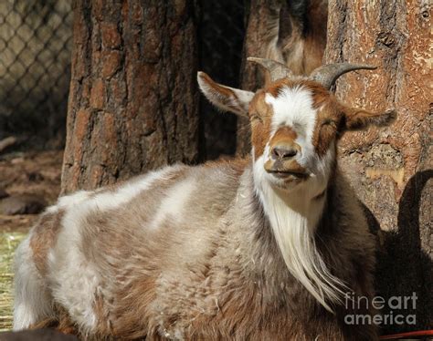 beardedgoat