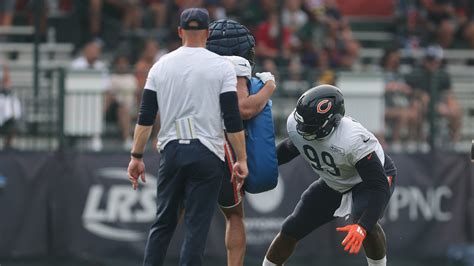 bears