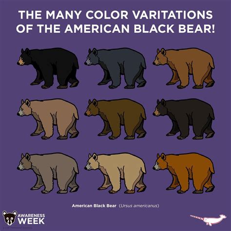 bears colors