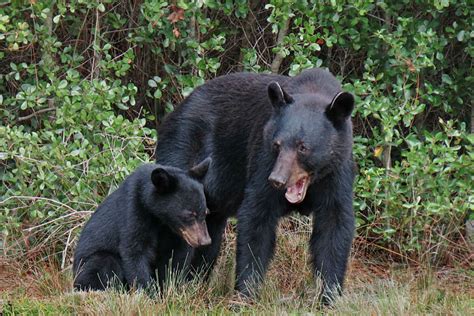 bears in florida