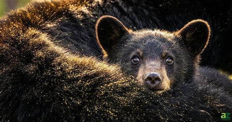 bears in ohio