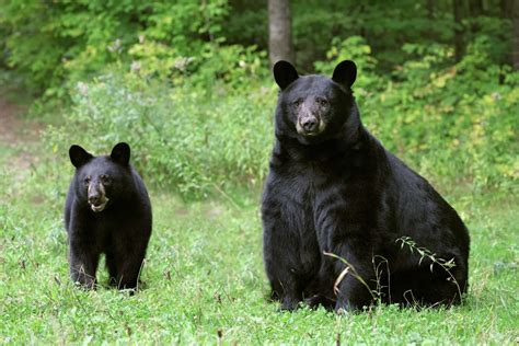 bears in texas