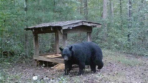 Bears In The Backyard Big Animals Sprawling Suburbs And The New Urban Jungle Ed Ricciuti