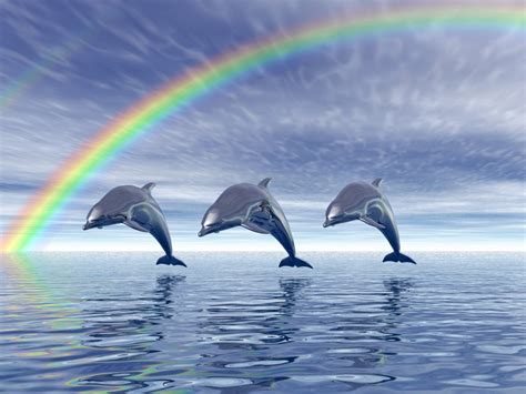 beautiful dolphins