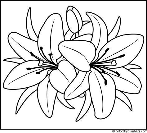 Beautiful Lily Coloring Pages For Kids Printable And Calla Lily Coloring Page - Calla Lily Coloring Page