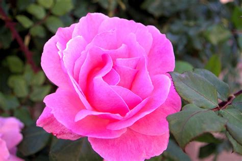 Beautiful Pink Rose Flowers Images