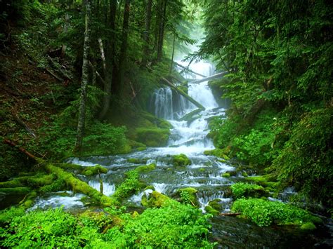 Beautiful Waterfalls In The Woods