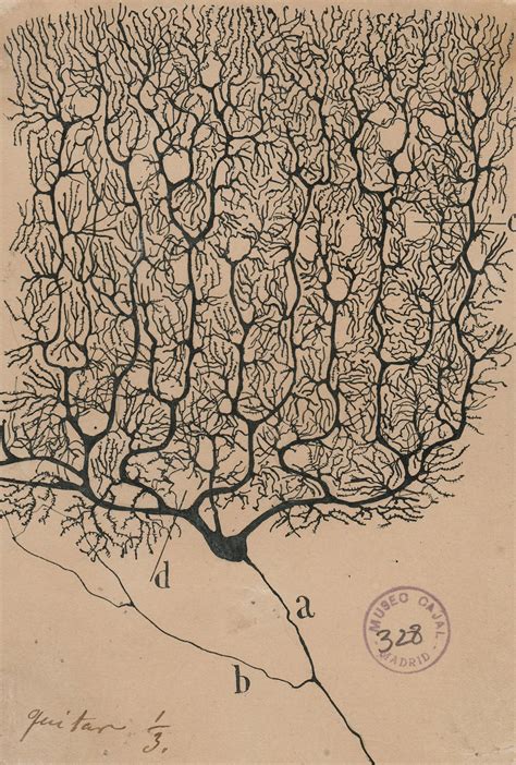 Read Beautiful Brain The Drawings Of Santiago Ramon Y Cajal 