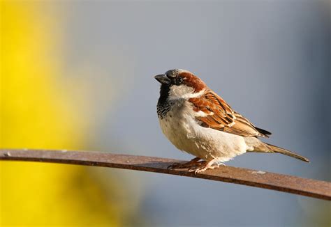 beautifulsparrow