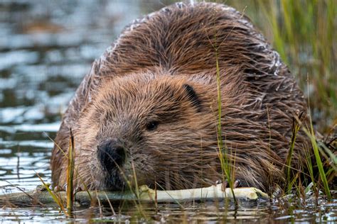 beaver oregon