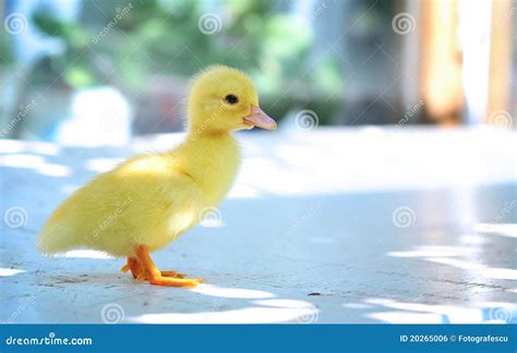 bebe pato