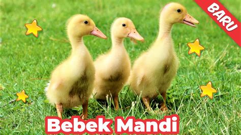 BEBEK ANGSA 🧧 Potong Bebek AngsaLagu Anak Indonesia Terpopuler