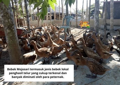 bebek mojosari | Bebek Mojosari Terbaru 2024 Cari Harga Terbaik