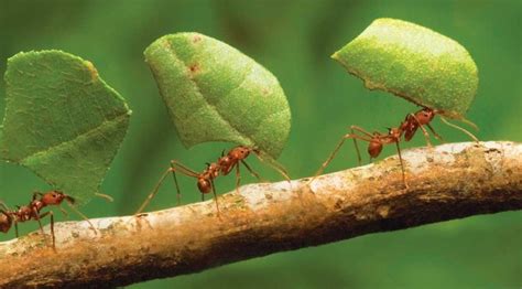 beberapa manfaat diciptakannya semut