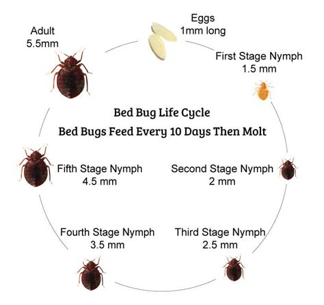 bed bug