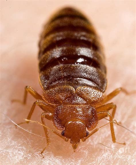 Bed Bugs Science And The Media Curious Cat Bug Science - Bug Science