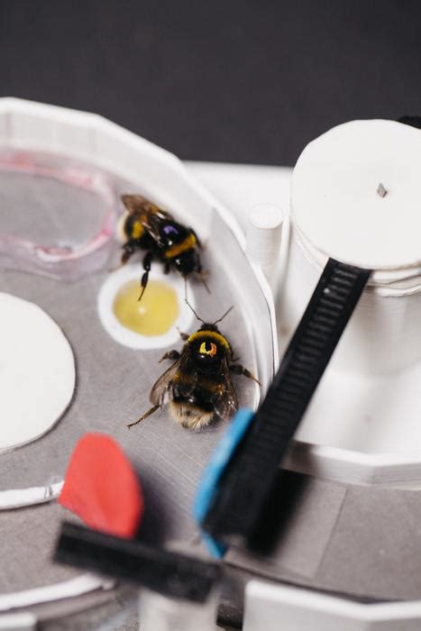 Bee 2 Bee Influencing Bees Master Complex Tasks Science Demo - Science Demo