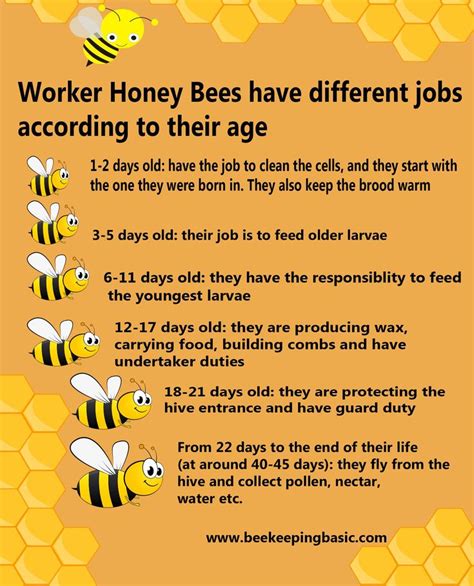 Bee Keeping Age