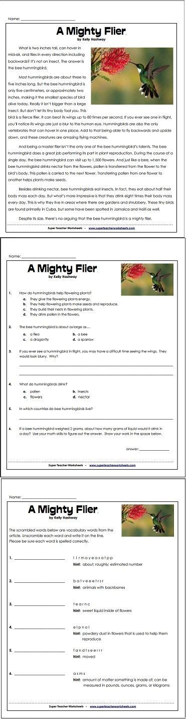 Full Download Bee Hummingbird Super Teacher Worksheets 