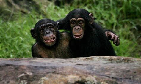 Bees And Chimpanzees Can Learn Socially Just Like Science Experiment On Animals - Science Experiment On Animals
