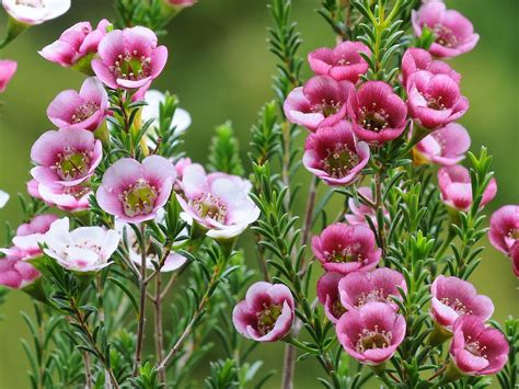 beeswax flowers