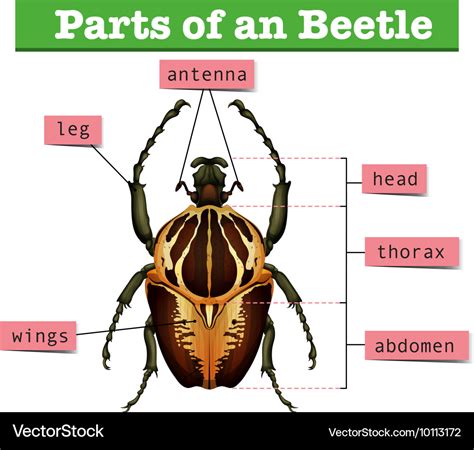 Beetle Anatomy Body Parts Of Beetles With Diagrams Insects Body Parts Diagram - Insects Body Parts Diagram