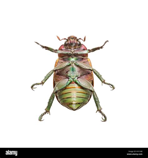 Beetle Upside Down