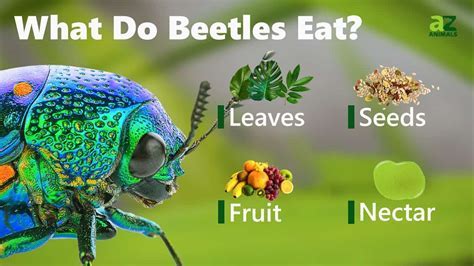 Beetles Food Preference