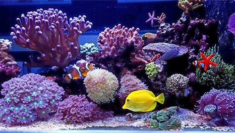 Read Online Beginner Guide Marine Aquarium 
