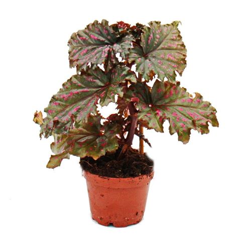 begonia änglavinge